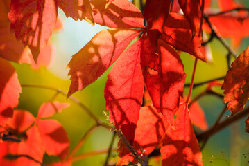 red autumn vine  tree branch on blue sky background
