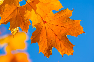 red autumn maple  tree branch on blue sky background