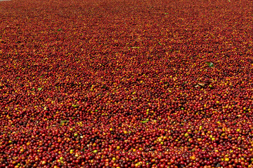 Red beans of arabica coffee, red and perfectly fruit is the initial stage of the  arabica coffee,...