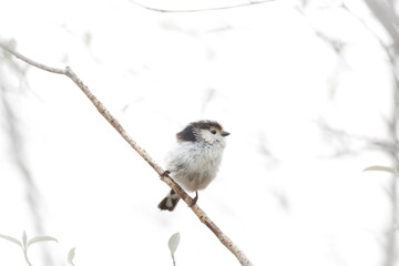 bird on a branch