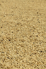 Close up of  arabica coffee grains drying in the sun. - stock photo