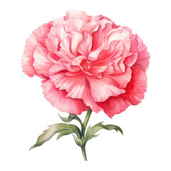 Carnation Watercolor Illustration on White Background
