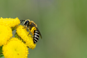 Halictus - Hymenoptere
