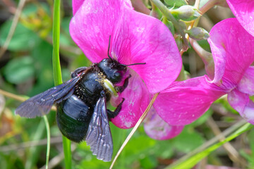  Xylocopes (Xylocopa) ou Abeilles charpentièresinsectes hyménoptères Apidés. abeillesXylocopini 