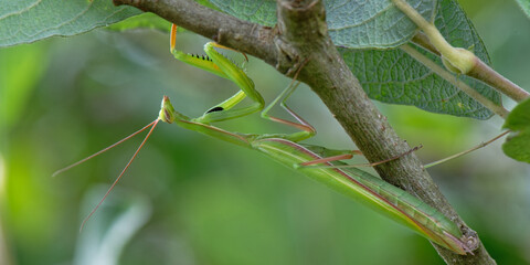  Mante religieuse - Mantis religiosa - Mantidae