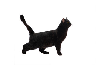 black cat isolated on white background