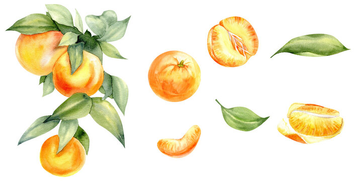Watercolor orange mandarines set. Citrus fruit branch with green leaves, whole ripe, half, sliced on pieces, Vibrant juicy ripe citrus collection. Clementines clip art