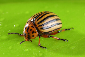 One colorado beetle on green leaf, macro view