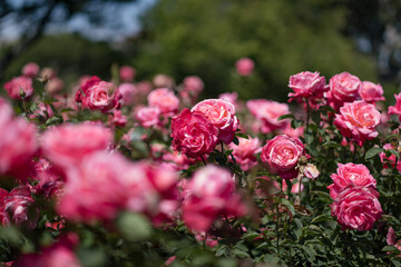 A bunch of pink blossoms with tightly coiled petals, an example of the "portrait" cultivar of rose. 