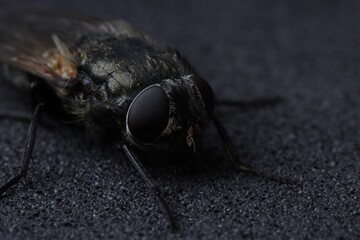 One fly on black textured background, macro view