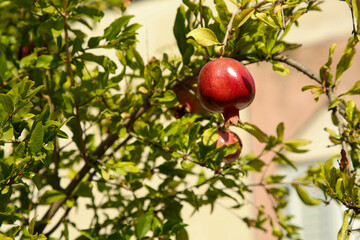 Pomegranate tree with ripening fruit outdoors on sunny day, space for text