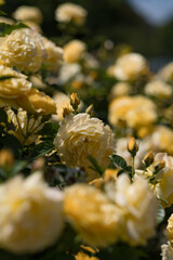 The bright, pale yellow blossoms of the "Julia Child" rose cultivate. There are hundreds of roses in full bloom, but only a few are in focus, along with rosebuds preparing to open.