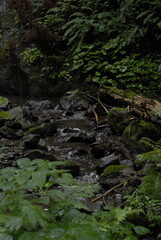 stream in the forest