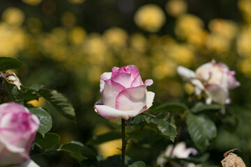 A fresh rose bud is beginning to blossom. An example of the 