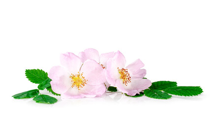 Rosehip flowers isolated on a white background