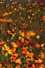 Autumn yellow foliage on green grass