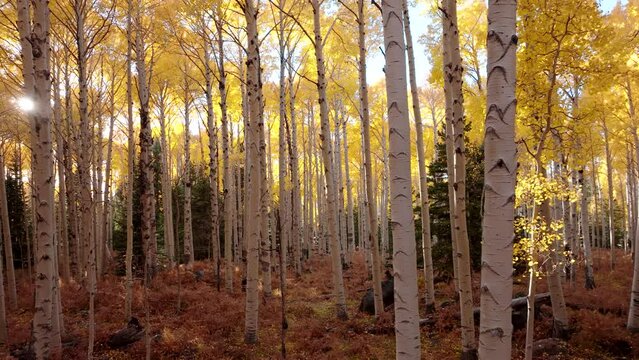 Tall quaking aspen tree canopy with sunlight piercing yellow autumn leaves