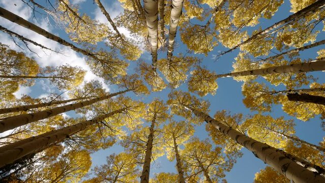 Perfect upward angle in middle of quaking aspen grove as leaves fall gracefully against blue cloudy sky