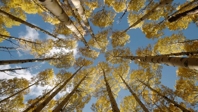 Upward rotation in aspen grove as leaves and sun fall gracefully under cloudy sky