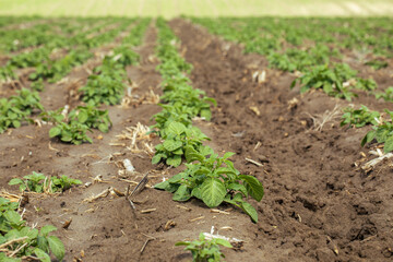Potato plant growing great on the ground