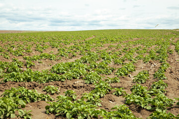 Fototapeta na wymiar Potato farm under a sunny blue sky