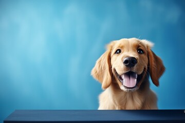 Generative AI : Beautiful and funny golden retriever puppy dog isolated on blue background