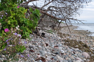 wildflowers on the beach