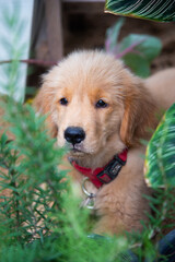 Golden Retriever dog breeds Cute child looking at camera Photo frame with green leaves. Close-up. Vertical pet photo.