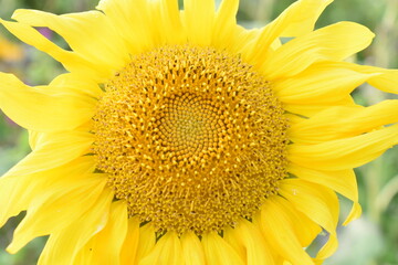 Naklejka premium Summer in Germany fiels of sunflowers and beautiful nature