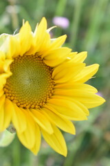 Obraz premium Summer in Germany fiels of sunflowers and beautiful nature
