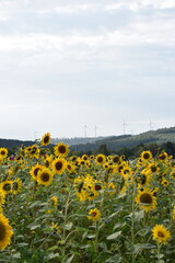 Obraz premium Summer in Germany fiels of sunflowers and beautiful nature