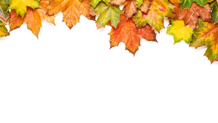 Maple autumn leaves isolated on white background