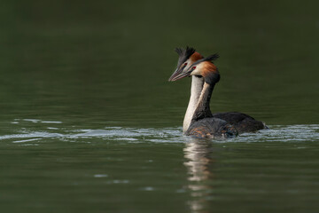 Two Great crested grebe (Podiceps cristatus) in mating season. Colorful water bird. Love birds. Gelderland in the Netherlands.  