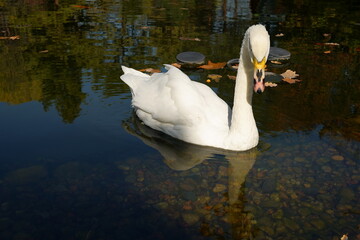 A white swan swims on an autumn pond and looks at the camera.