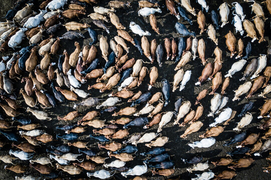Aerial view of a cow herd rotating in a circle, next to the town Kupres in Bosnia and Herzegovina.