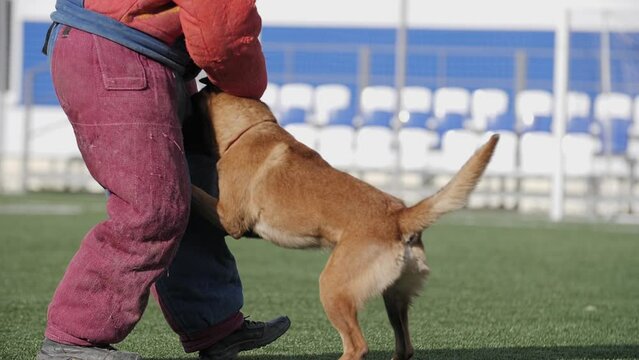 Dog attacks a trainer in a hazmat suit, practicing on the field