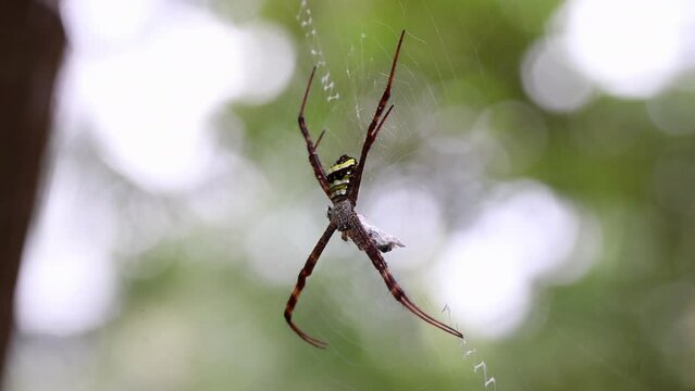 Argiope pulchella spider close up. Big yellow scary spider.