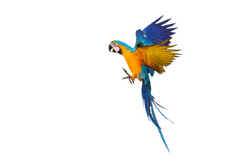 Beautiful of White-bellied Parrot flying isolated on transparent background png file