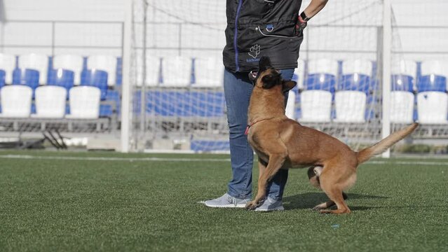 Belgian shepherd sits at the trainer's foot and looks, training for service