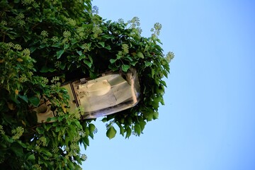 Street lamp overgrown by ivy with blue sky