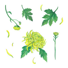 Watercolor illustration. Yellow chrysanthemum flower, leaves and its variants on a white background.
