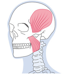 側頭筋と咬筋　顎関節の構造