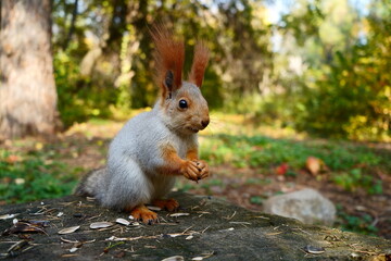 A grey forest squirrel eats seeds on a stump. Autumn forest. Side view