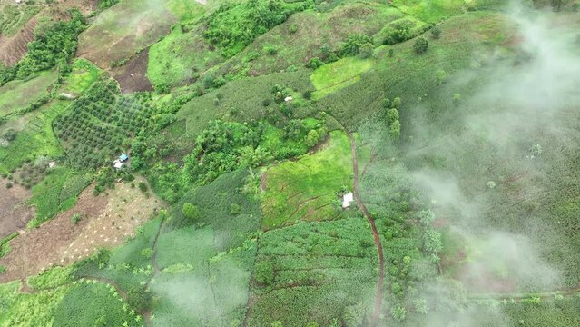 The biggest cause of forest loss is agricultural deforestation ,environmental damage in Southeast Asia , global warming and environment.