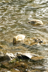flock of ducks in the lake