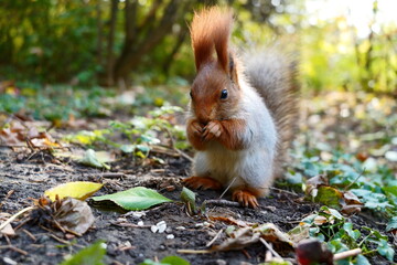 A gray red squirrel eats in an autumn meadow. Front view