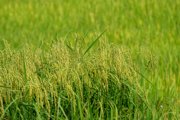 Close up to rice seeds in ear of paddy. Beautiful rice field and ear of rice. Dew drops on rice fields. Agricultural production background. In Cao Bang province, Vietnam, Asia