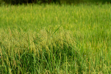 Close up to rice seeds in ear of paddy. Beautiful rice field and ear of rice. Dew drops on rice fields. Agricultural production background. In Cao Bang province, Vietnam, Asia