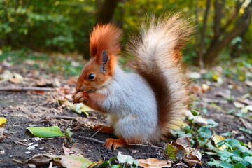 A gray-red squirrel eats on the ground. Side view