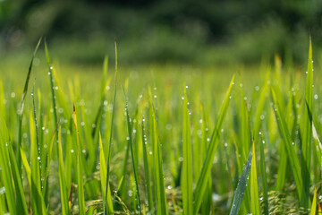 Close up to rice seeds in ear of paddy. Beautiful rice field and ear of rice. Dew drops on rice fields. Agricultural production background. In Cao Bang province, Vietnam, Asia